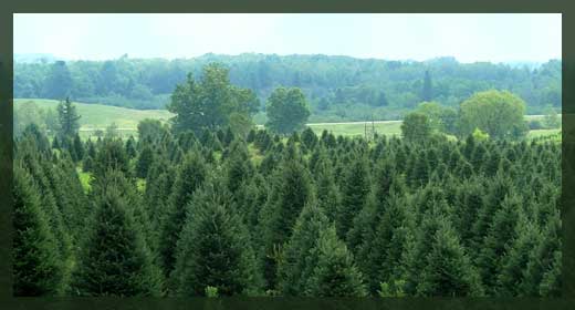 Tree Farm